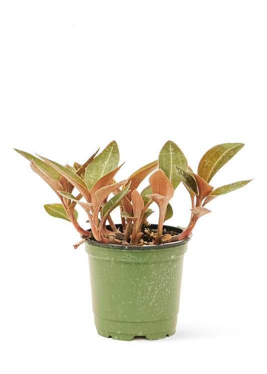 Jewel Orchid 'Discolor', Small