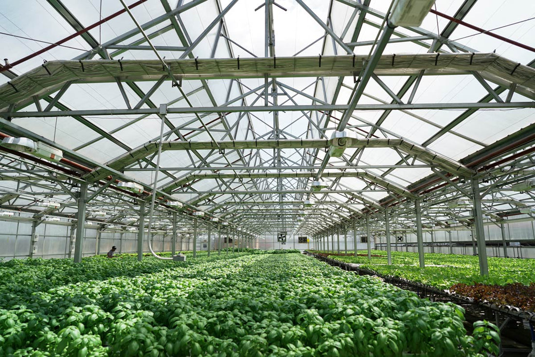 Gotham Greens adding spinach to new Chicago greenhouse