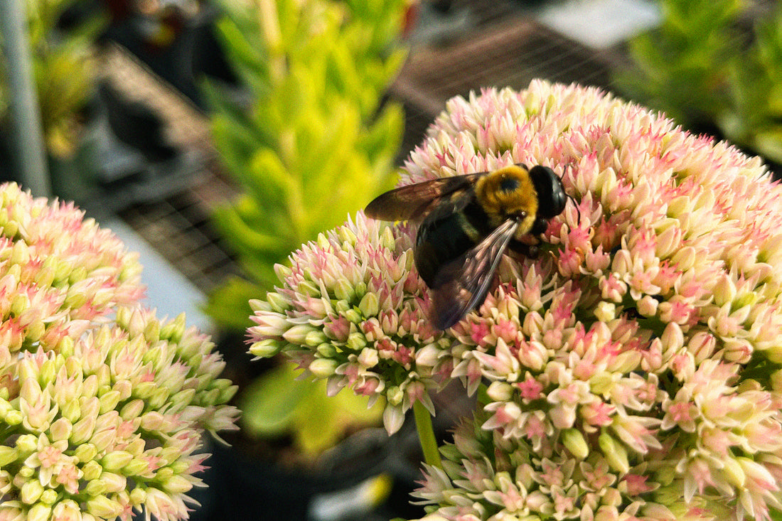 5 late season pollinators to grow in the Midwest