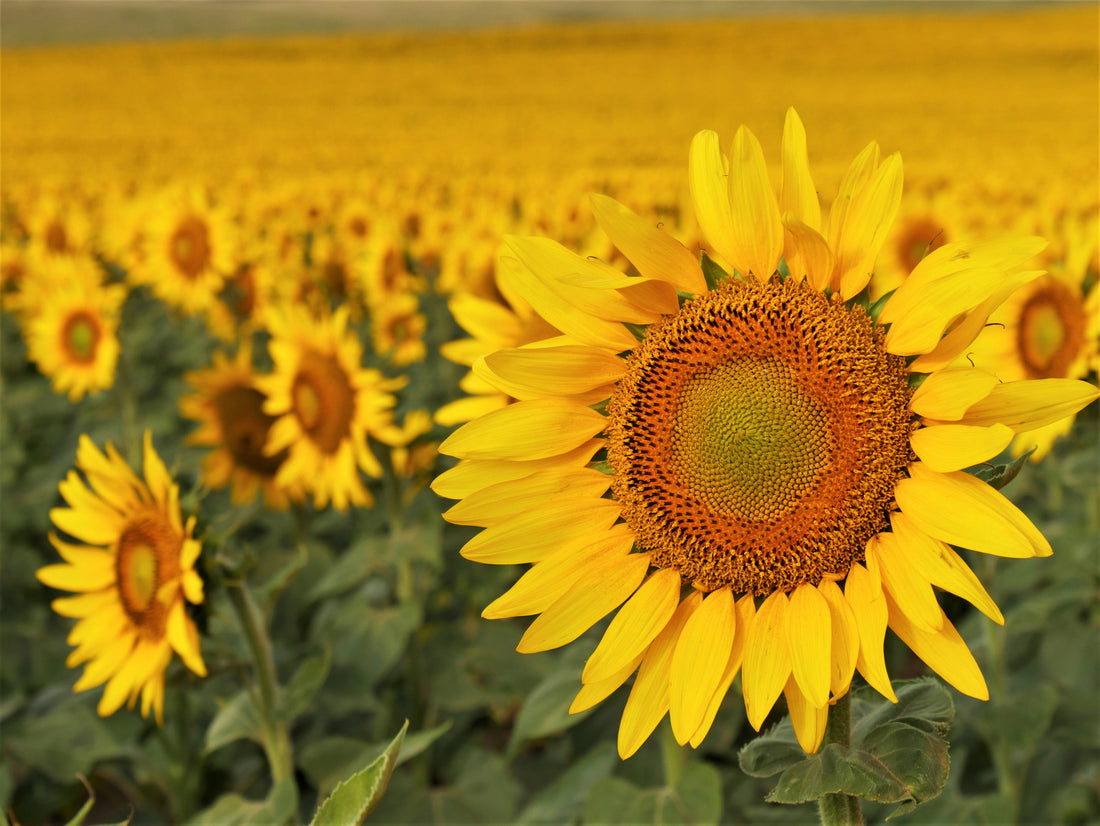 Let North Dakota sunflowers put a smile on your face