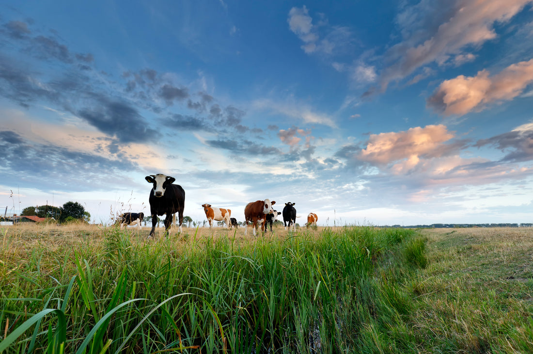 Organic dairy farming stores carbon, reduces greenhouse emissions