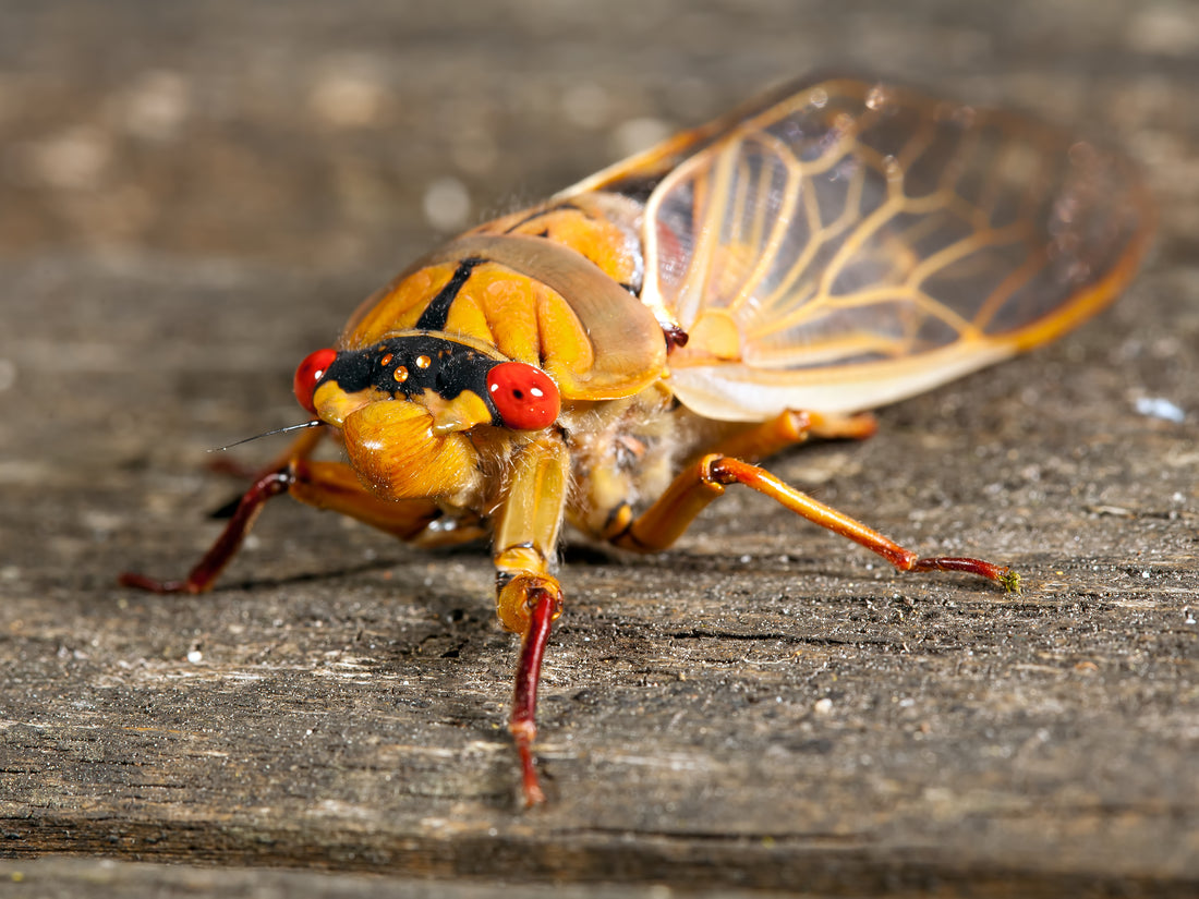 Illinois fines brewery for making cicada-infused Malört