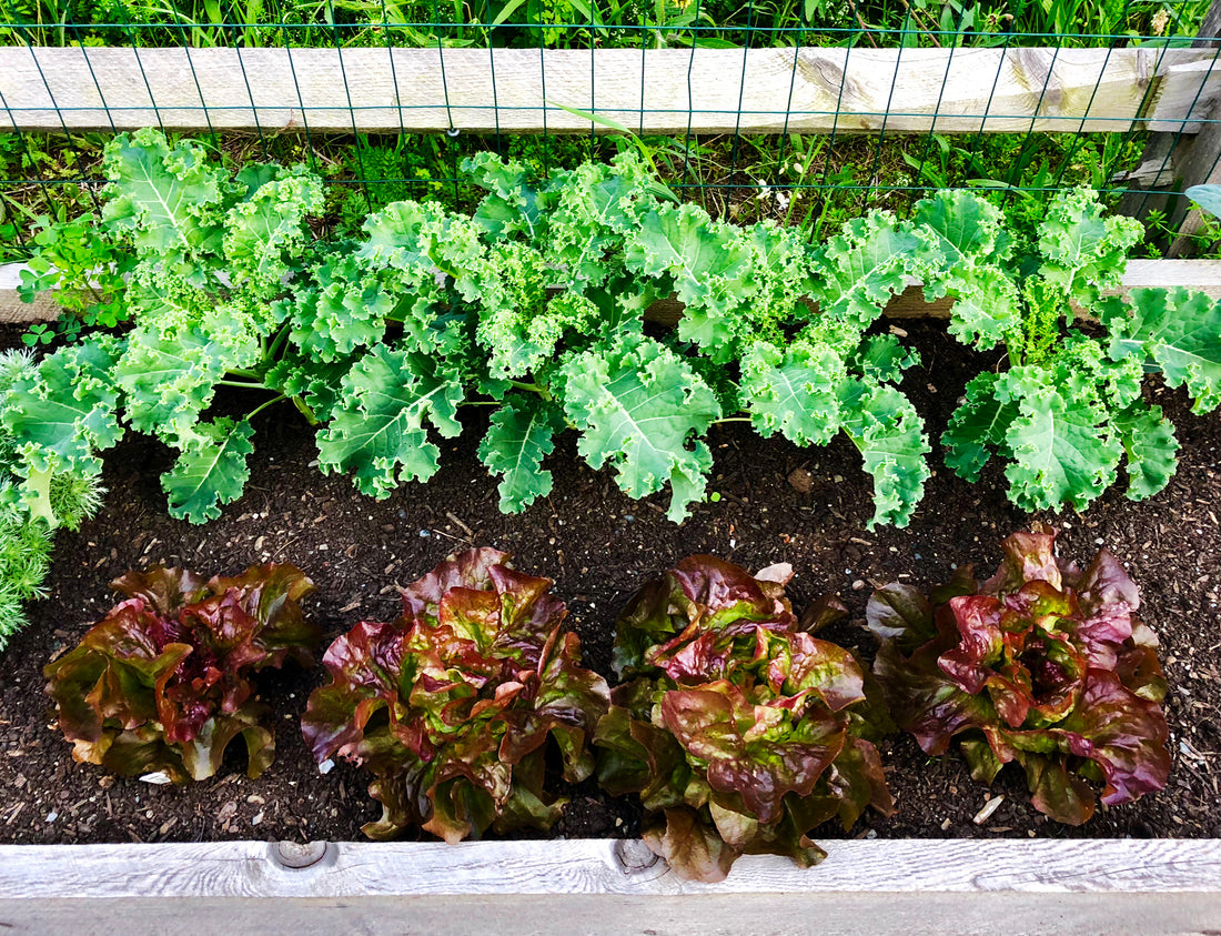 Spare space in the garden? Plant some lettuce for fall